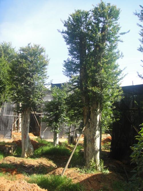 供應(yīng)湖南苗木大樹湖南榆樹