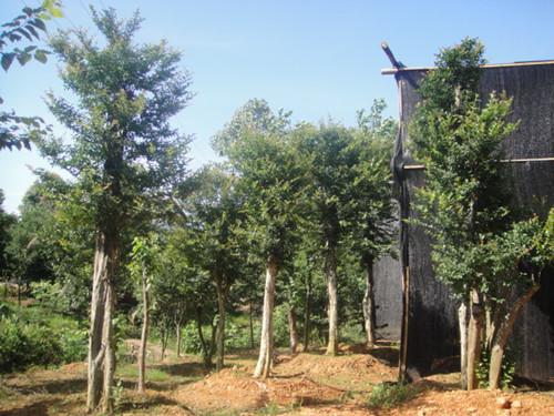 供應(yīng)*榆樹湖南榆樹基地