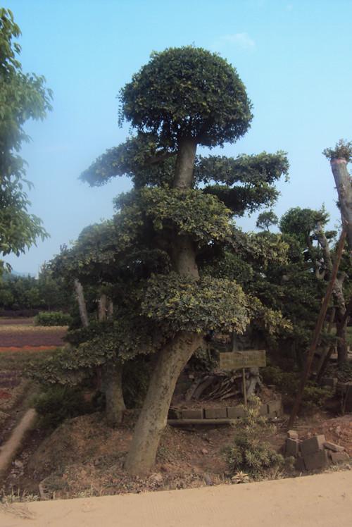 供應(yīng)*造型湖南榆樹榆樹樁