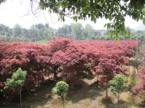 湖南苗木基地湖南紅楓精品區(qū)圖片