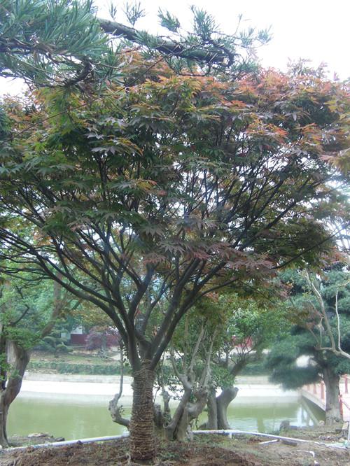 湖南綠化苗木圖片/湖南綠化苗木樣板圖 (4)
