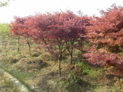 供應湖南移栽苗木樹湖南紅楓