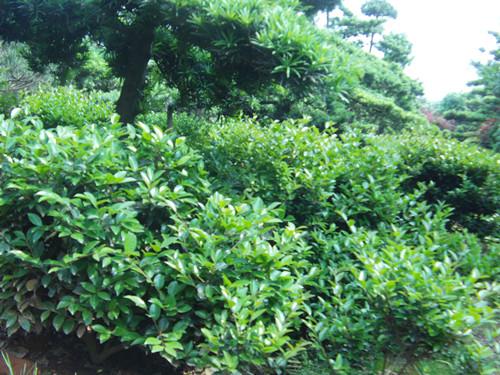 湖南苗木圖片/湖南苗木樣板圖 (4)