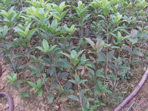 供應(yīng)造型桂花苗瀏陽苗木基地湖南羅漢松樹