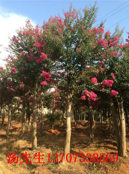 供應(yīng)湖南璇豐苗圃移栽樹樁13707338569