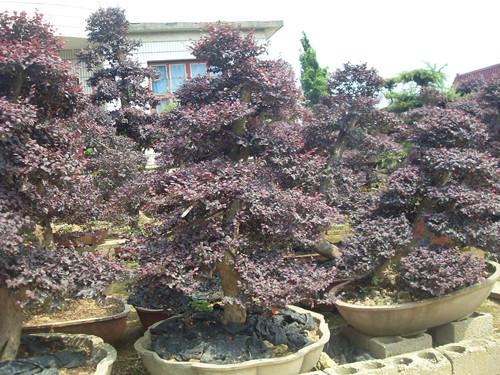 湖南綠化苗木圖片/湖南綠化苗木樣板圖 (2)