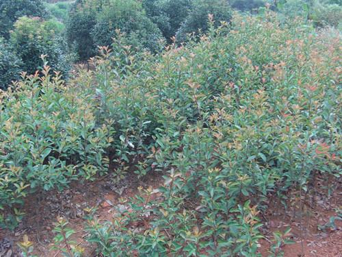 供應(yīng)湖南*紅葉石楠