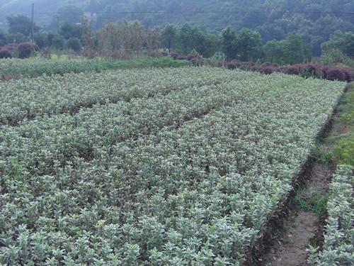 四季青圖片/四季青樣板圖 (2)