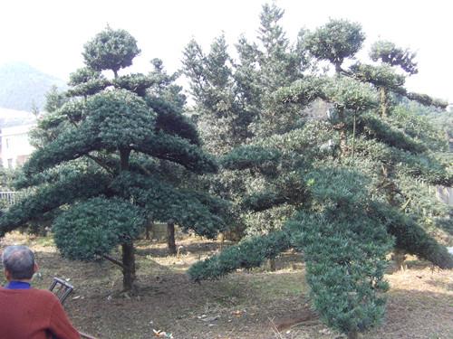 供應(yīng)湖南*苗木湖南羅漢松樹