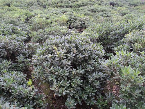 供應(yīng)八月直銷苗木湖南海棠球湖南海棠*球海棠苗木圖片報(bào)價(jià)