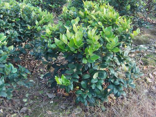 供應(yīng)湖南金森女貞*金森女貞一年苗20-120金森女貞*球球形優(yōu)美