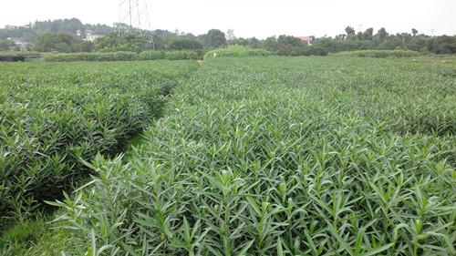 供應(yīng)夾枝桃一年小苗湖南夾枝桃湯璇德夾枝桃