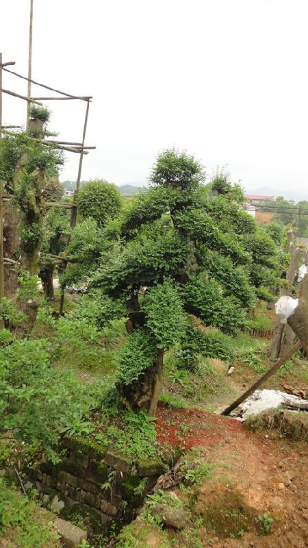 供應湖南羅漢松樹