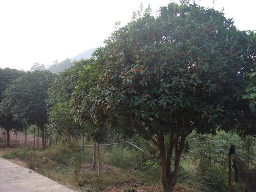 供應(yīng)湖南綠化苗木湖南綠化苗木價(jià)格還能*桂花