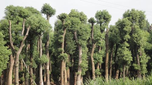 湖南香樟圖片/湖南香樟樣板圖 (3)