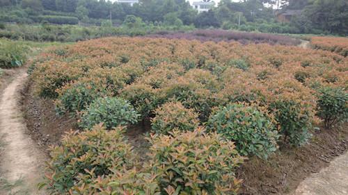 供應(yīng)湯璇德*紅葉石楠球60公分熱銷中13707338569