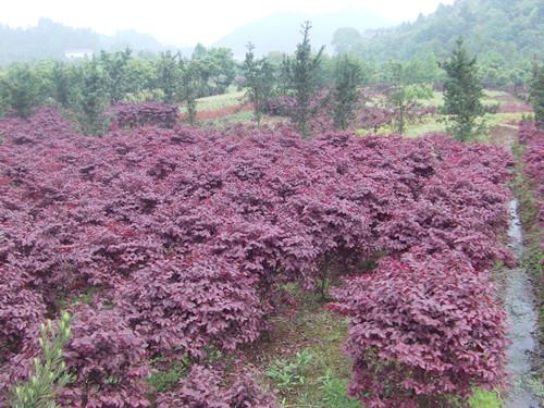 供應(yīng)紅花桎木紅繼木地被特色苗13707338569