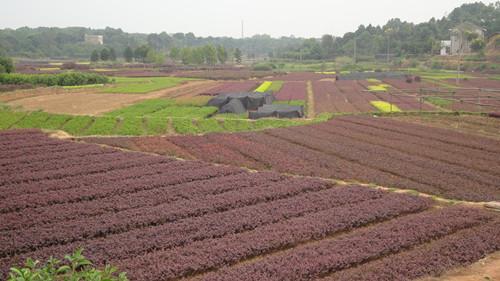 供應紅花繼木小苗13707338569