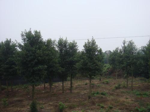 供應(yīng)湖南璇豐苗圃湖南杜英大樹(shù)湖南杜英