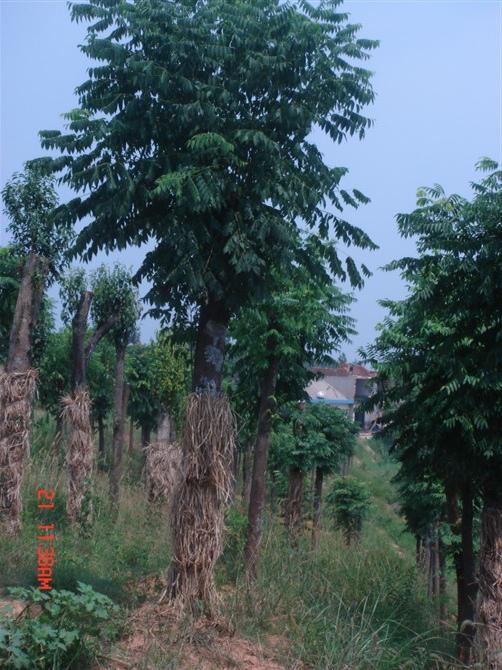 供應(yīng)黃山欒樹(shù)10公分-15公分土球欒樹(shù)