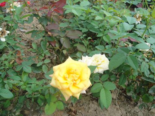 供應(yīng)湖南*苗木月季小苗