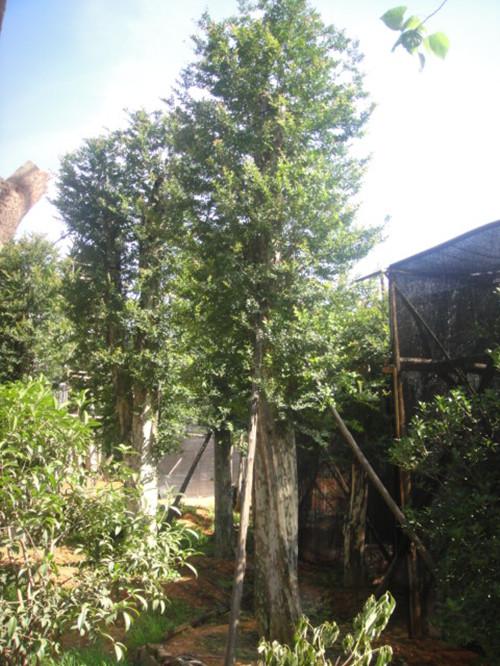 供應(yīng)湖南苗木大樹湖南榆樹