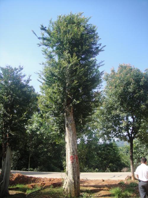 供應(yīng)*榆樹湖南榆樹基地