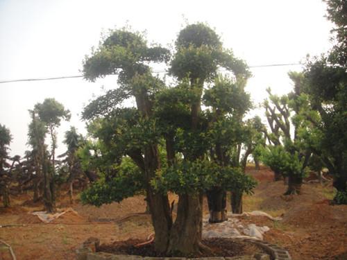 供應(yīng)*造型湖南榆樹榆樹樁