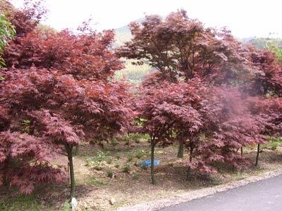 供應(yīng)美國紅楓樹湖南紅楓大樹