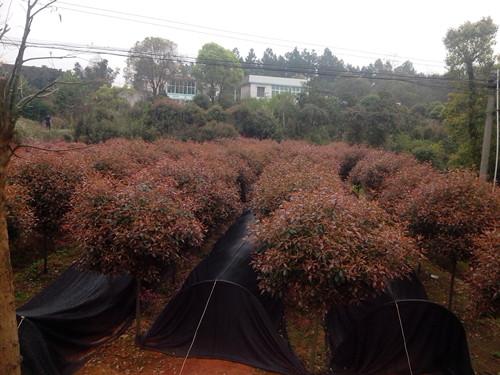 供應(yīng)湖南苗木湖南*紅葉石楠球13707338569