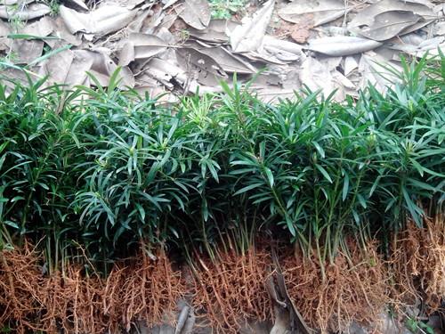 羅漢松圖片/羅漢松樣板圖 (3)