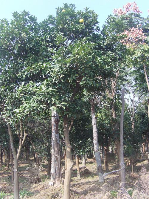 供應(yīng)湖南樹(shù)形優(yōu)美漂亮紅楓樹(shù)湖南紅楓湖南嫁接紅楓移栽紅楓