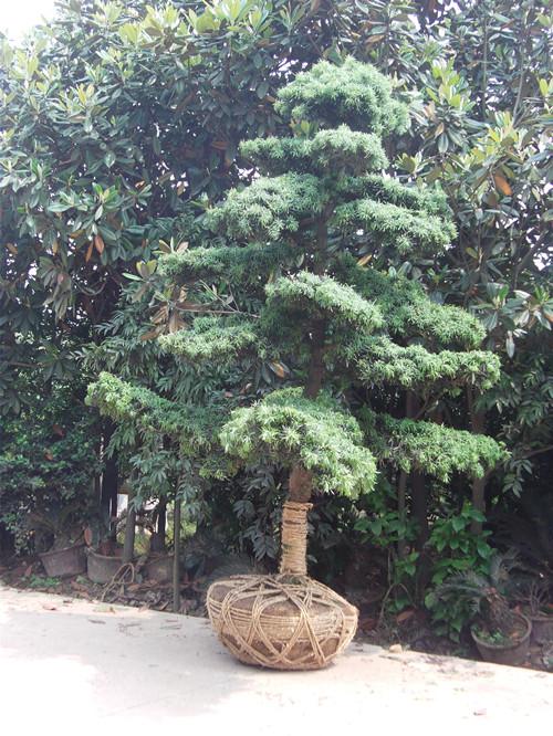 苗木湖南圖片/苗木湖南樣板圖 (3)