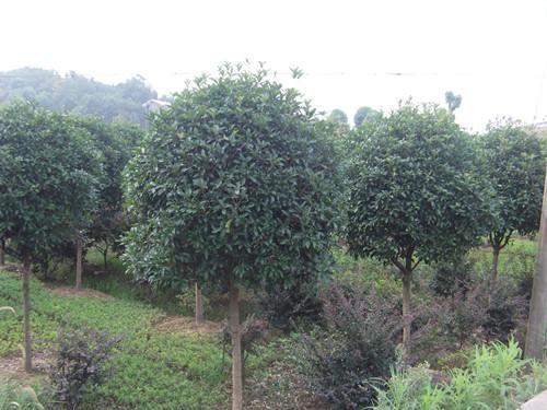 供應(yīng)湖南桂花湖南桂花種植瀏陽(yáng)桂花小苗