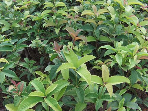 供應(yīng)桂花小苗八月桂小苗四季桂小苗