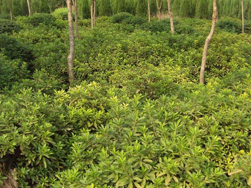 供應(yīng)湖南苗木不同品種湖南綠化苗木