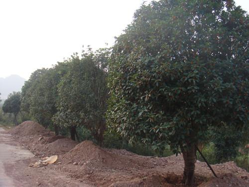 湖南綠化苗木湖南綠化苗木價(jià)格圖片