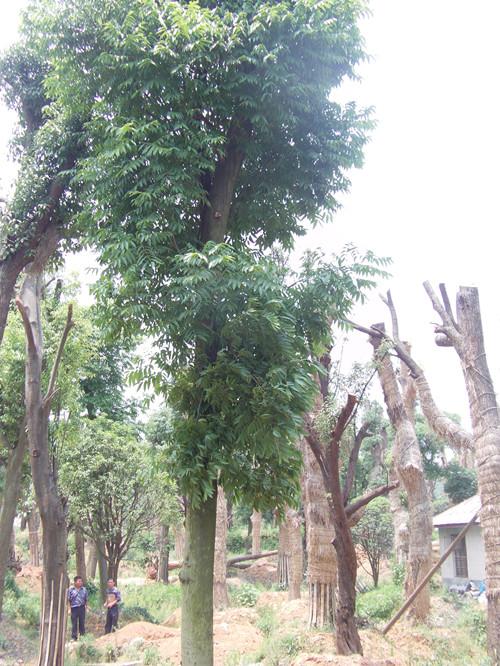 供應(yīng)湯璇德*處理湖南香樟樹湖南香樟13707338569