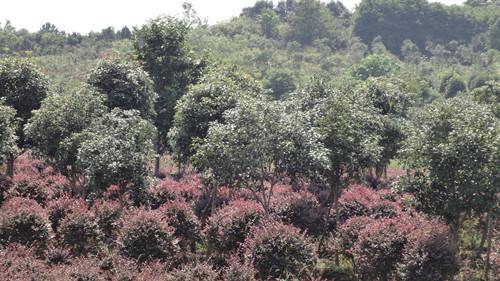 湖南綠化苗木圖片/湖南綠化苗木樣板圖 (2)