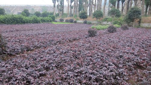 供應(yīng)紅花桎木一年小苗湖南工程小苗