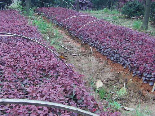 供應(yīng)紅花桎木紅繼木地被特色苗13707338569