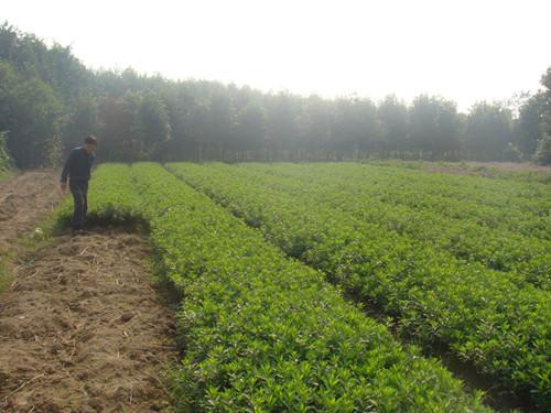 供應(yīng)湖南一年*百萬銷售