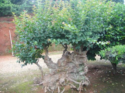 供應(yīng)湖南省綠化苗木古樹湖南紫薇樁