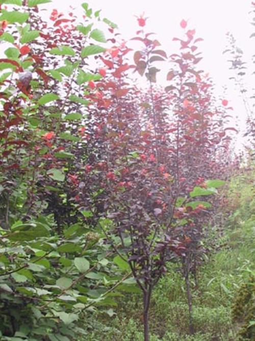 供應(yīng)湖南綠化苗木湖南紅葉李樹