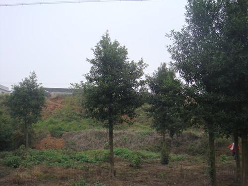 供應(yīng)湖南璇豐苗圃湖南杜英大樹(shù)湖南杜英