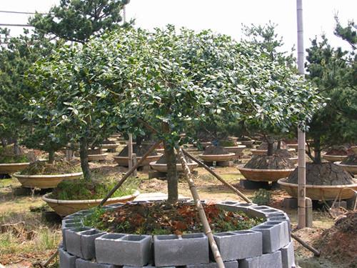 供應(yīng)湖南*構(gòu)骨樹(shù)