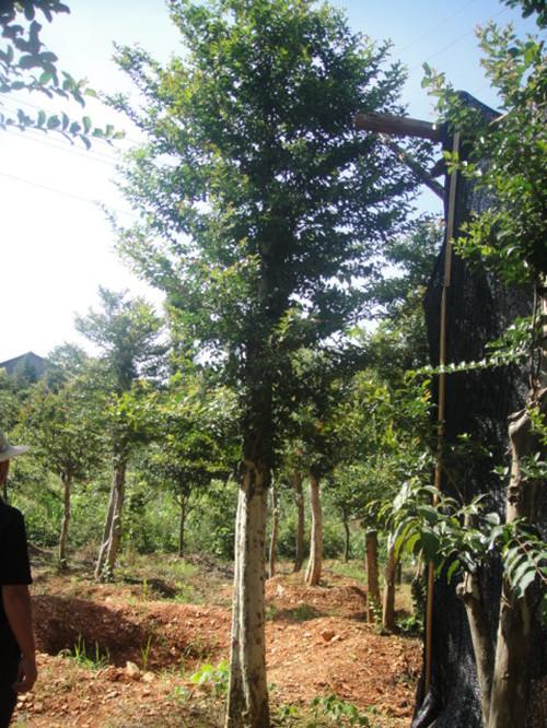 供應(yīng)湖南苗木大樹湖南榆樹