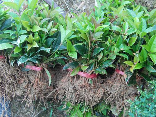 供應(yīng)50公分湖南*桂花小苗