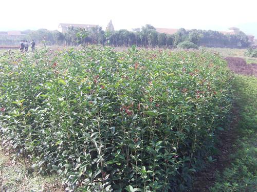 供應(yīng)1米高的*優(yōu)質(zhì)瀏陽桂花單苗