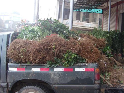 湖南桂花圖片/湖南桂花樣板圖 (2)
